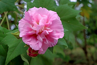木芙蓉