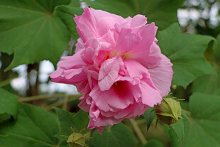 木芙蓉