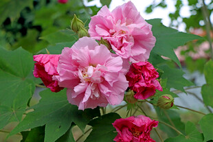 木芙蓉