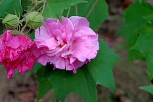 木芙蓉