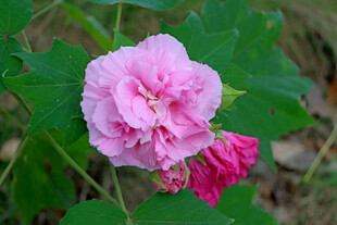 木芙蓉