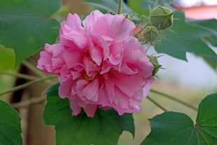 木芙蓉