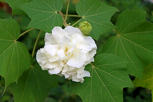 木芙蓉