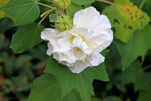 木芙蓉