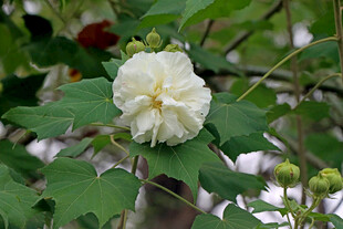 木芙蓉