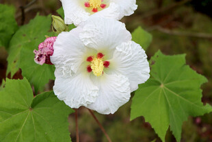 木芙蓉