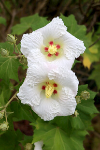 木芙蓉