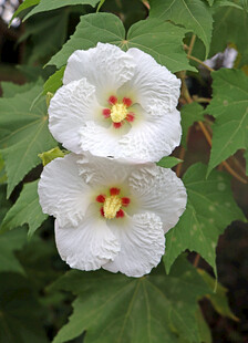 木芙蓉