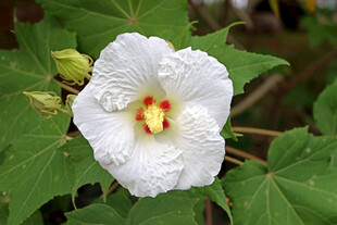 木芙蓉