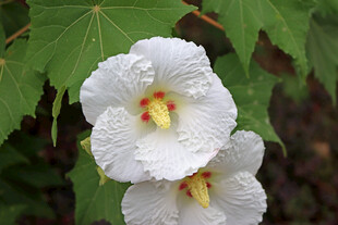 木芙蓉