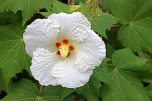 木芙蓉