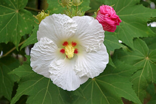 木芙蓉