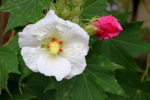 木芙蓉