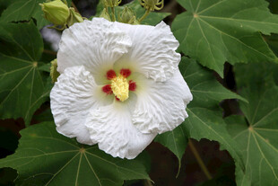 木芙蓉