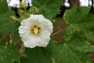 木芙蓉