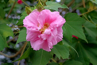 木芙蓉