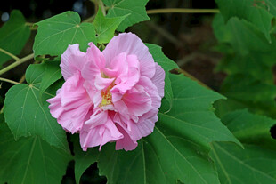 木芙蓉