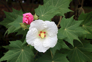 木芙蓉