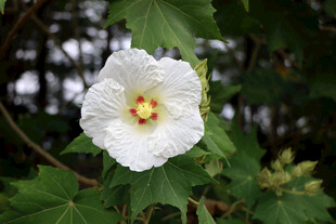 木芙蓉