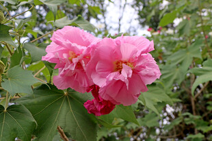 木芙蓉