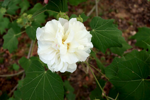 木芙蓉