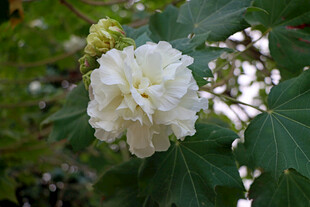 木芙蓉