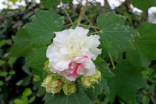木芙蓉