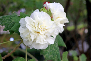 白色木芙蓉花