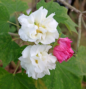 木芙蓉