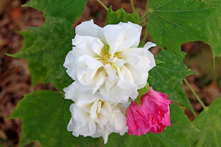 木芙蓉