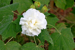 白色木芙蓉花