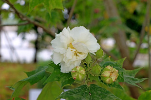 木芙蓉