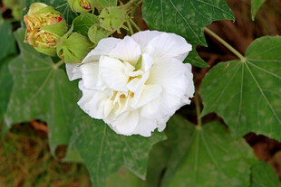 木芙蓉