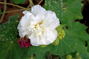 白色木芙蓉花