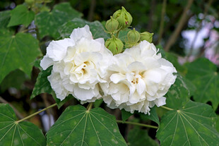 木芙蓉