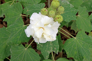木芙蓉
