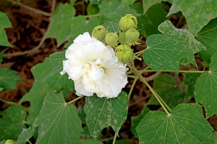 木芙蓉