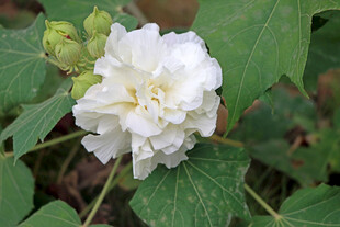 木芙蓉
