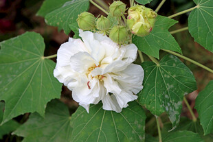木芙蓉