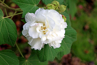 木芙蓉