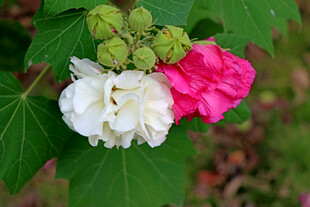木芙蓉