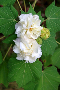 木芙蓉