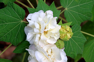 木芙蓉