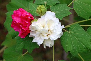 木芙蓉