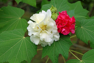 木芙蓉