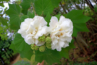 木芙蓉