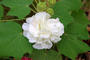 木芙蓉