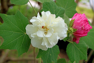 木芙蓉