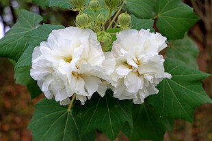 木芙蓉
