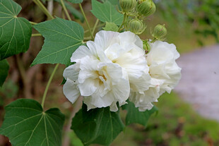 木芙蓉